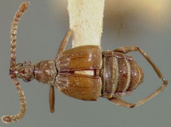 Media type: image;   Entomology 9030 Aspect: habitus dorsal view